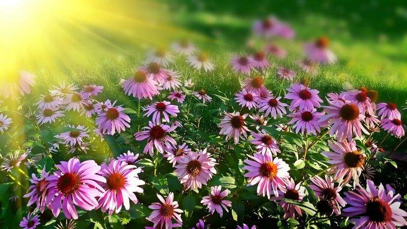 Evergreen Bloom Garden Co.